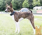 Basenji (1023)